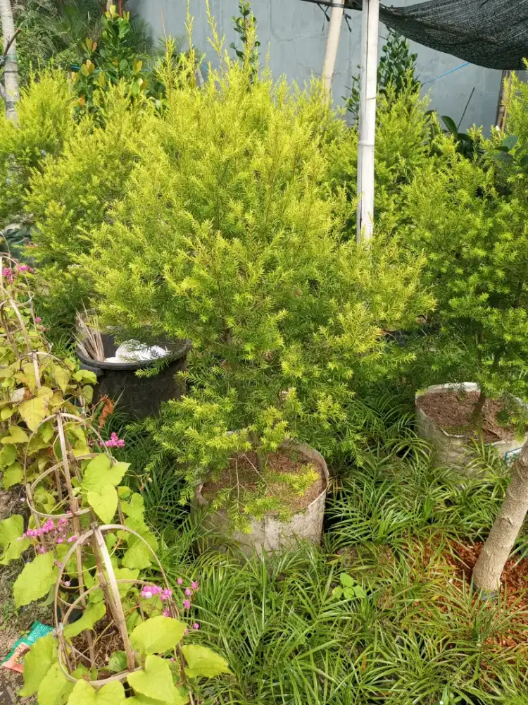 Jual tanaman melaluca/ kayuputih golden