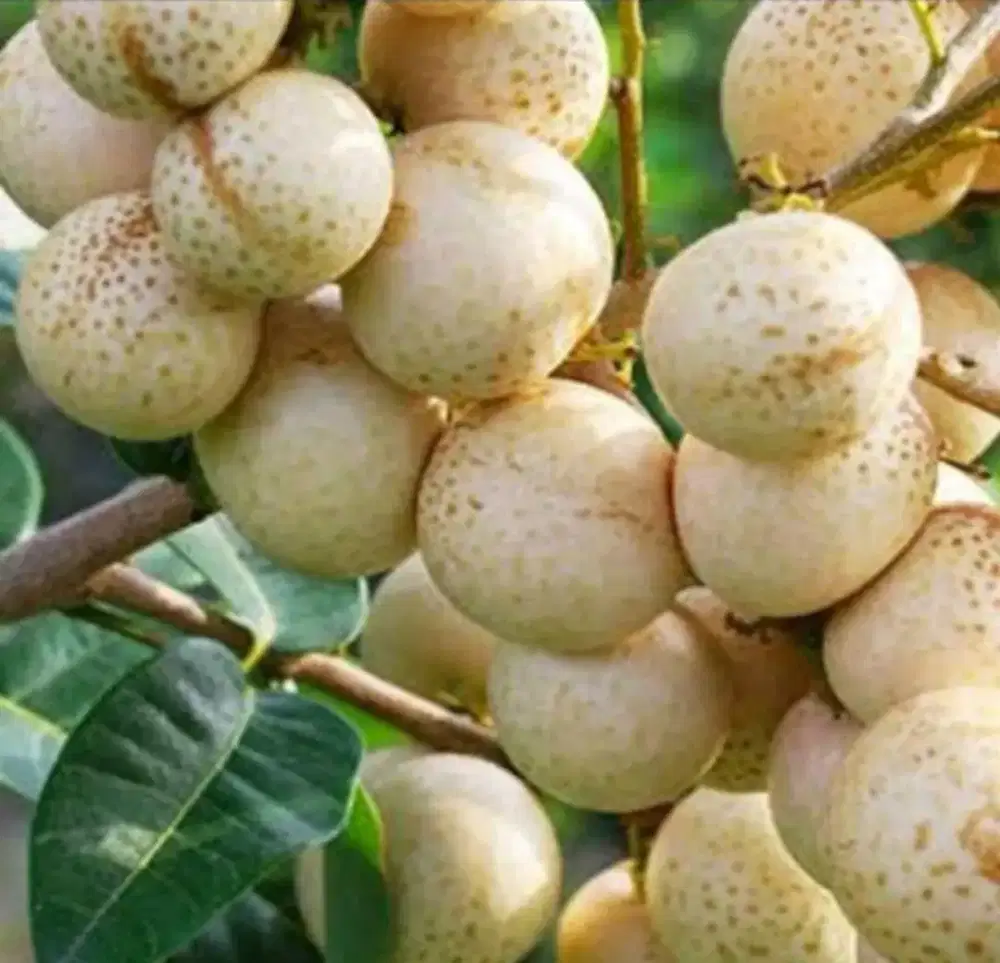 Bibit Buah Kelengkeng New Kristal Cepat Berbuah Lebat