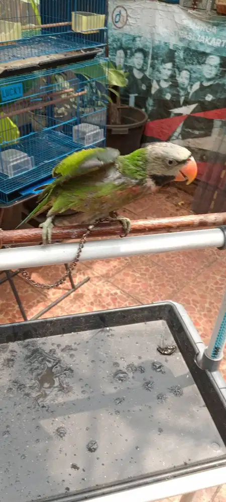 Burung warna ijo dari jawa