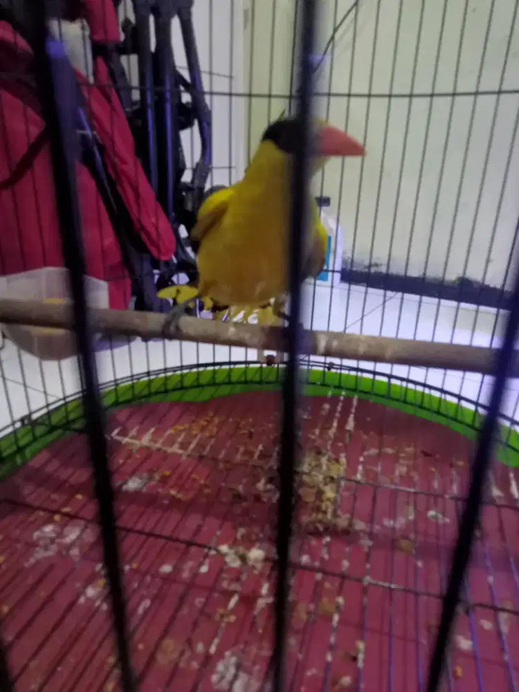 Kepodang mas jantan Jawa mulus dah mulai bunyi Pur total