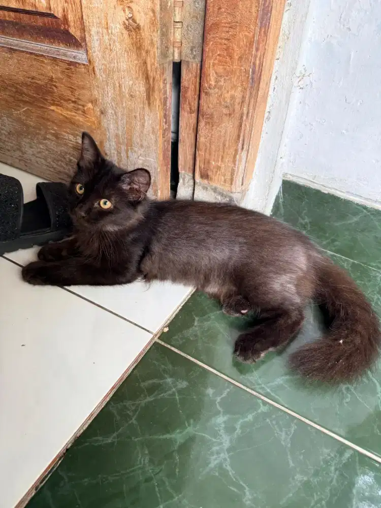 Kucing mix anggora