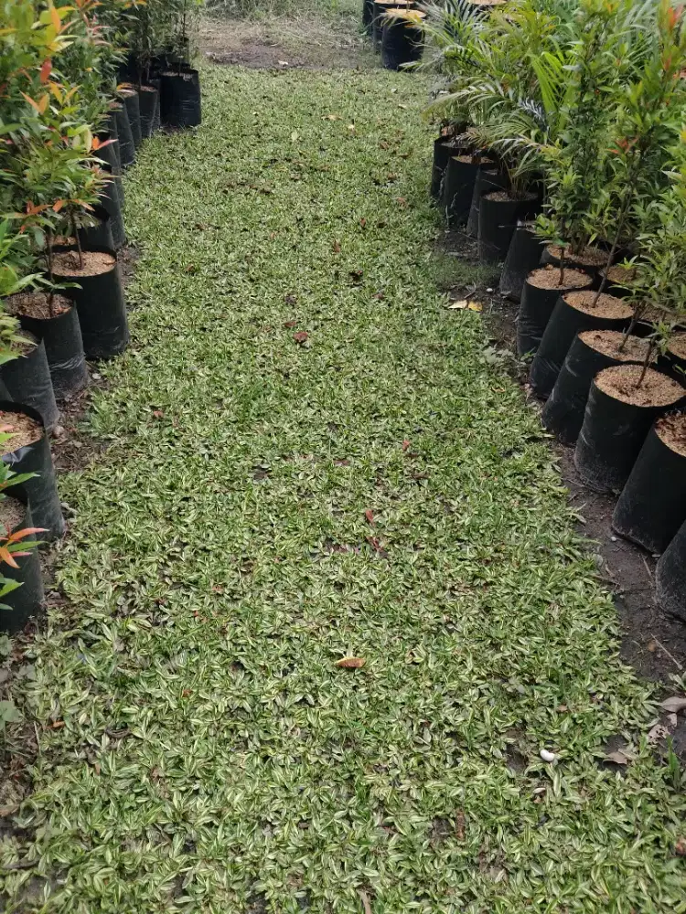 Mencari tenaga kerja