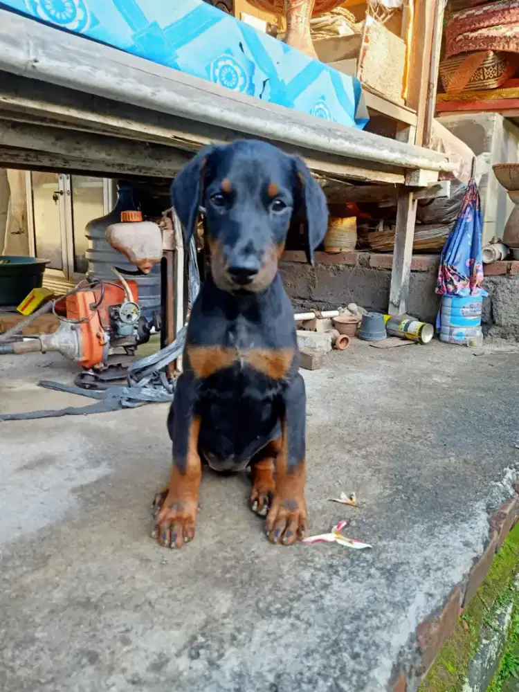 Doberman betina umur 2 bulan