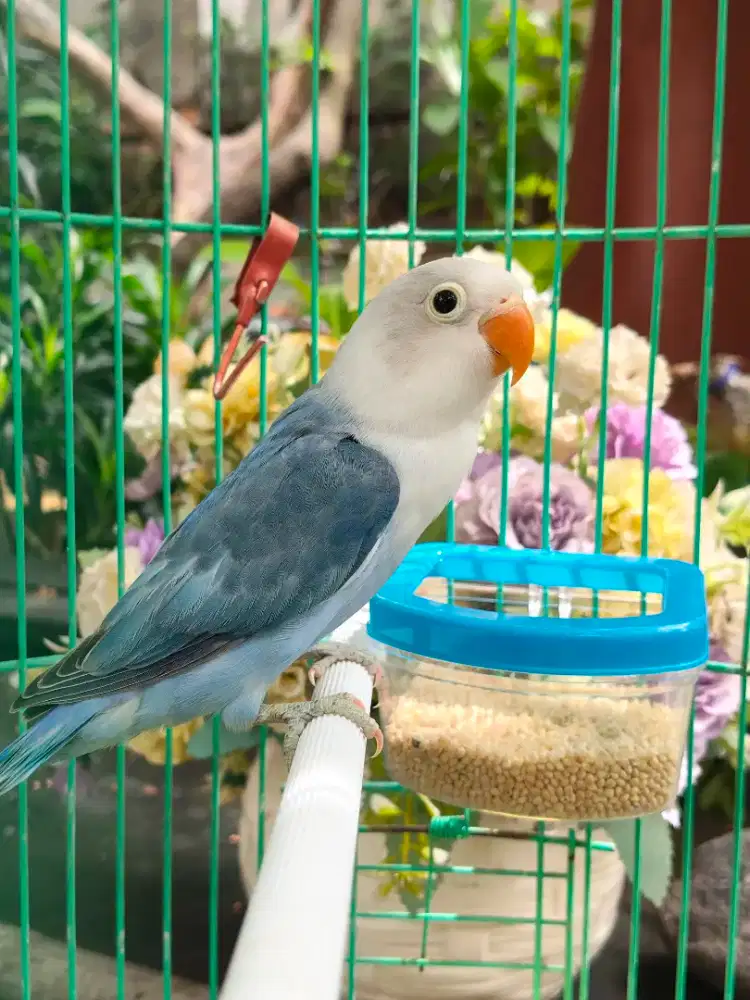 Lovebird Biola blue paud