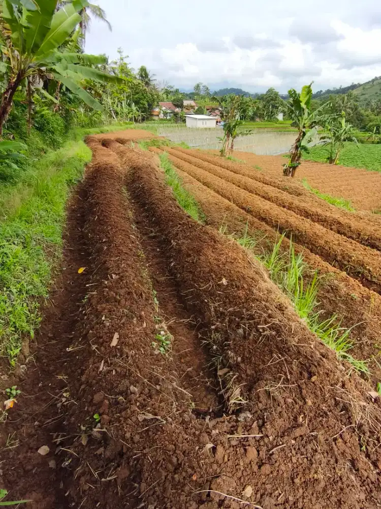 Tanah Pertanian SHM 3.000 m² – Aktif Kebun Ubi Cilembu