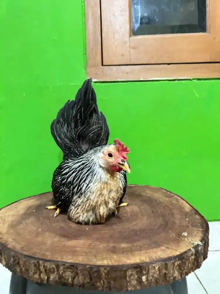 Ayam Chabo Benjarong betina usia 7bln