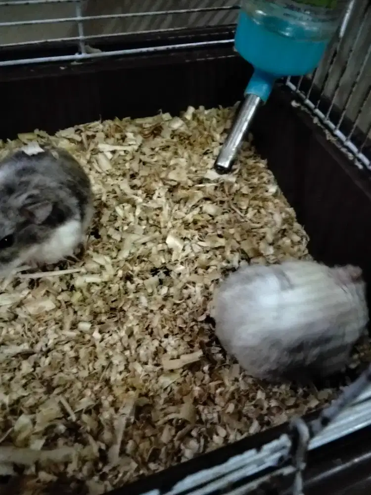 Jual amster 2 pasang