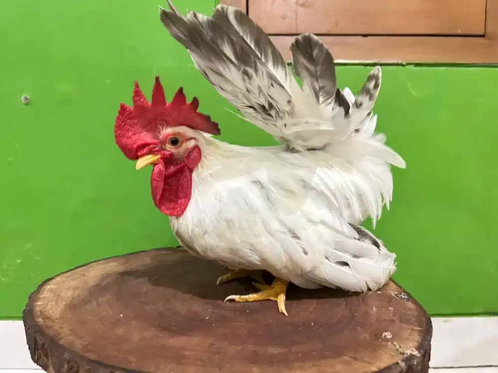 Ayam kate Chabo X Lokal usia 7bulan