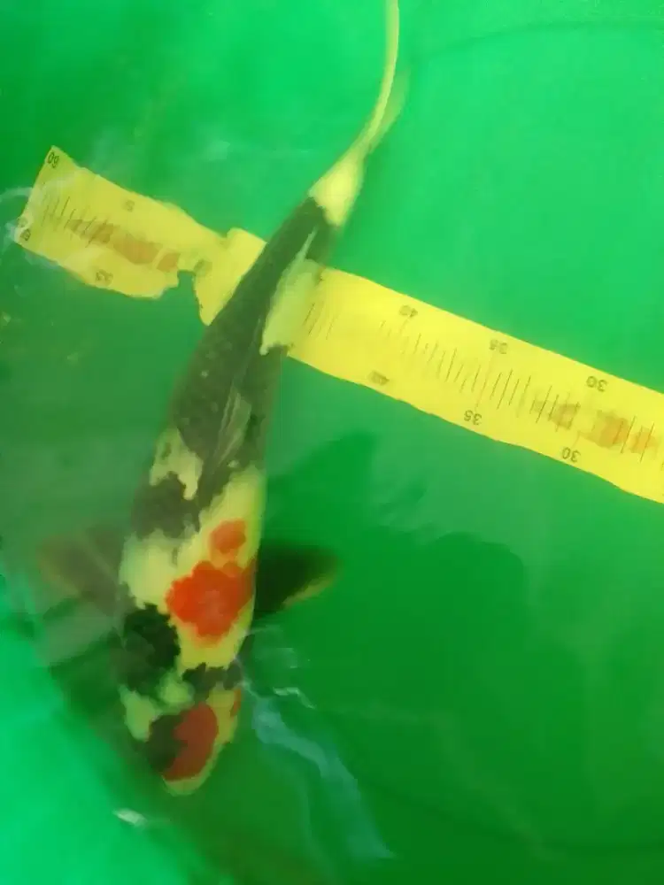 Ikan koi jenis Showa HQ 42cm