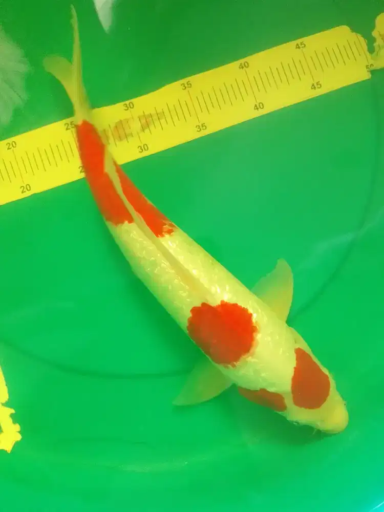 Ikan koi jenis Kohaku Ginrin 41cm HQ