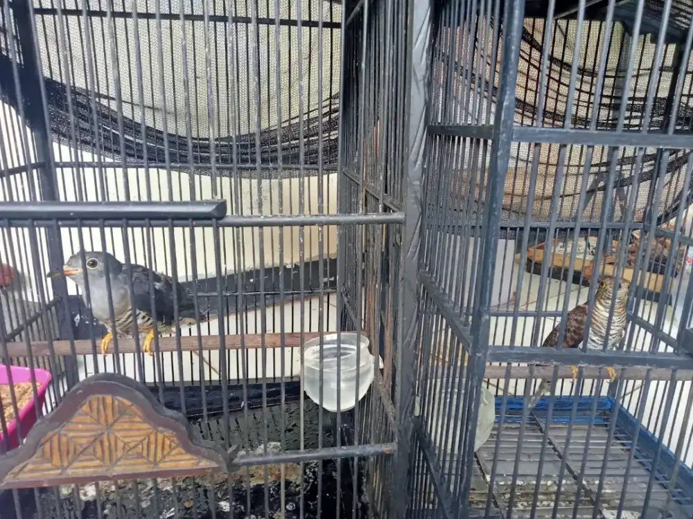 Burung kedasih sepasang jenis yang terbesar di dunia pur tola