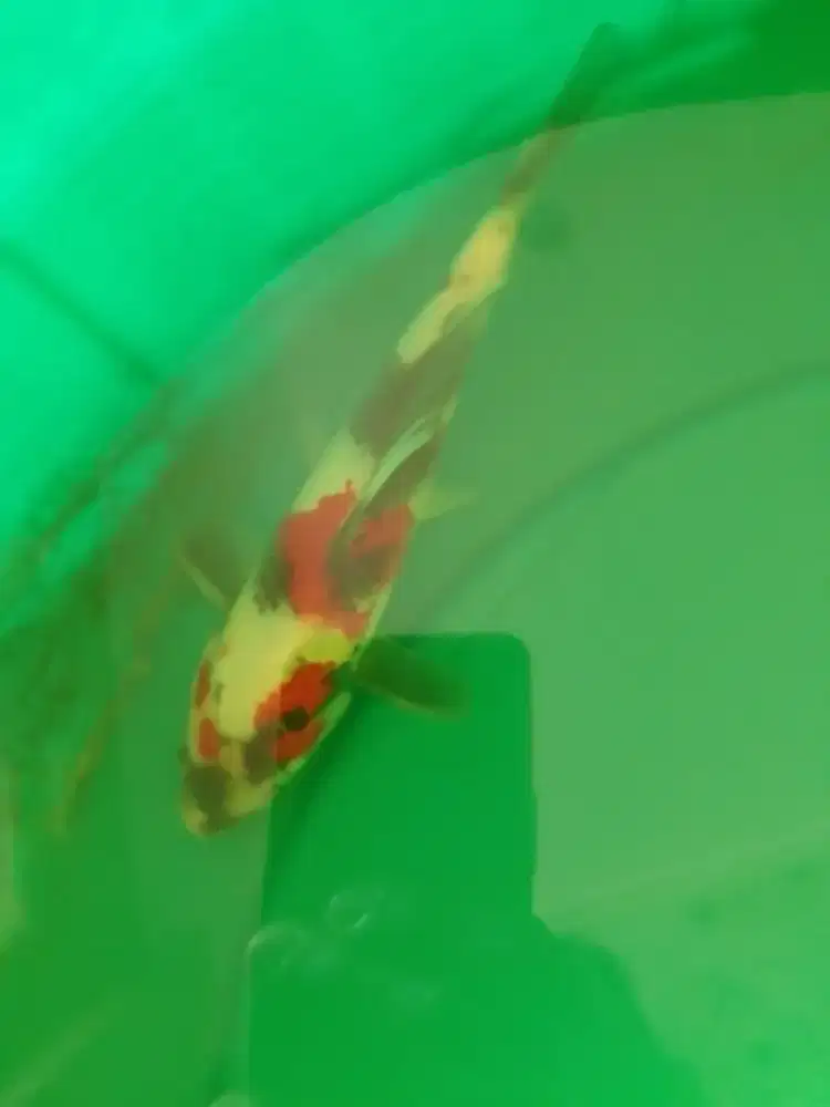 Ikan koi jenis Showa 23cm High Quality