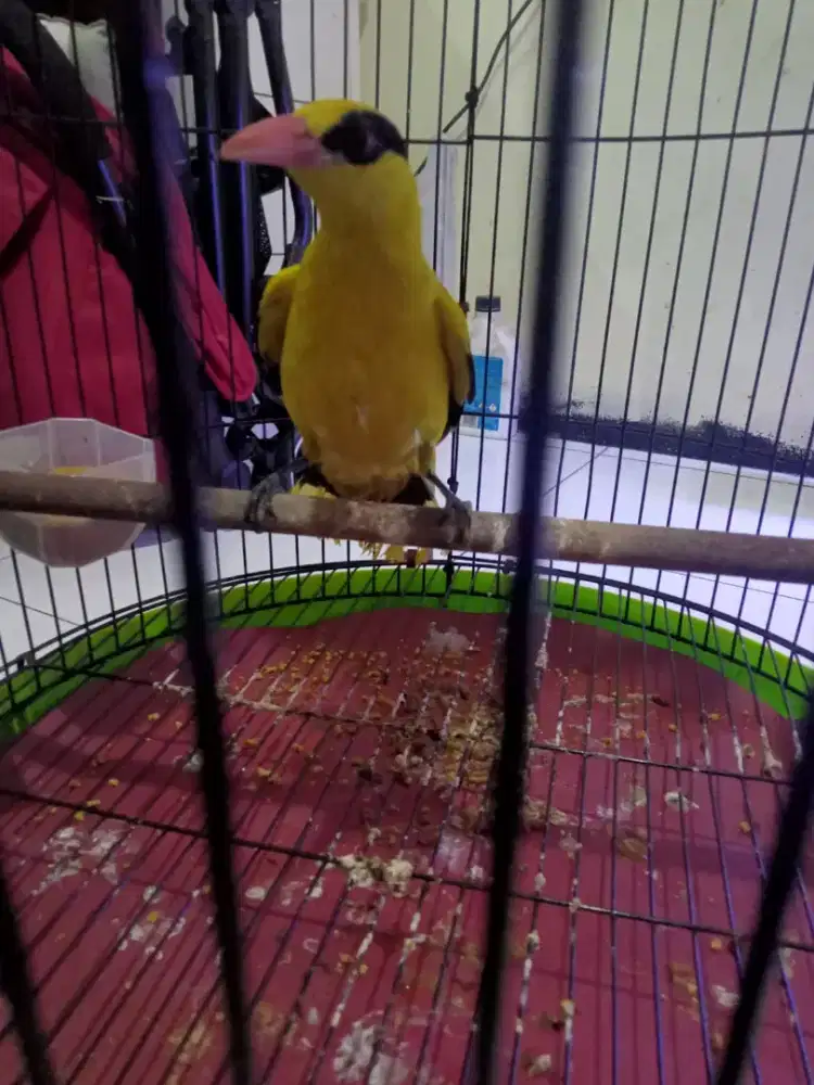 Kepodang mas Jawa jantan mulus pur total