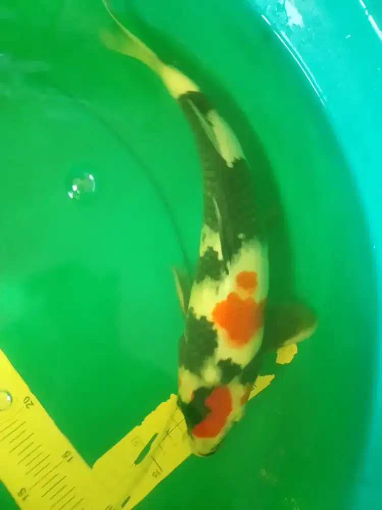 Ikan koi jenis Showa ukuran 42cm HQ