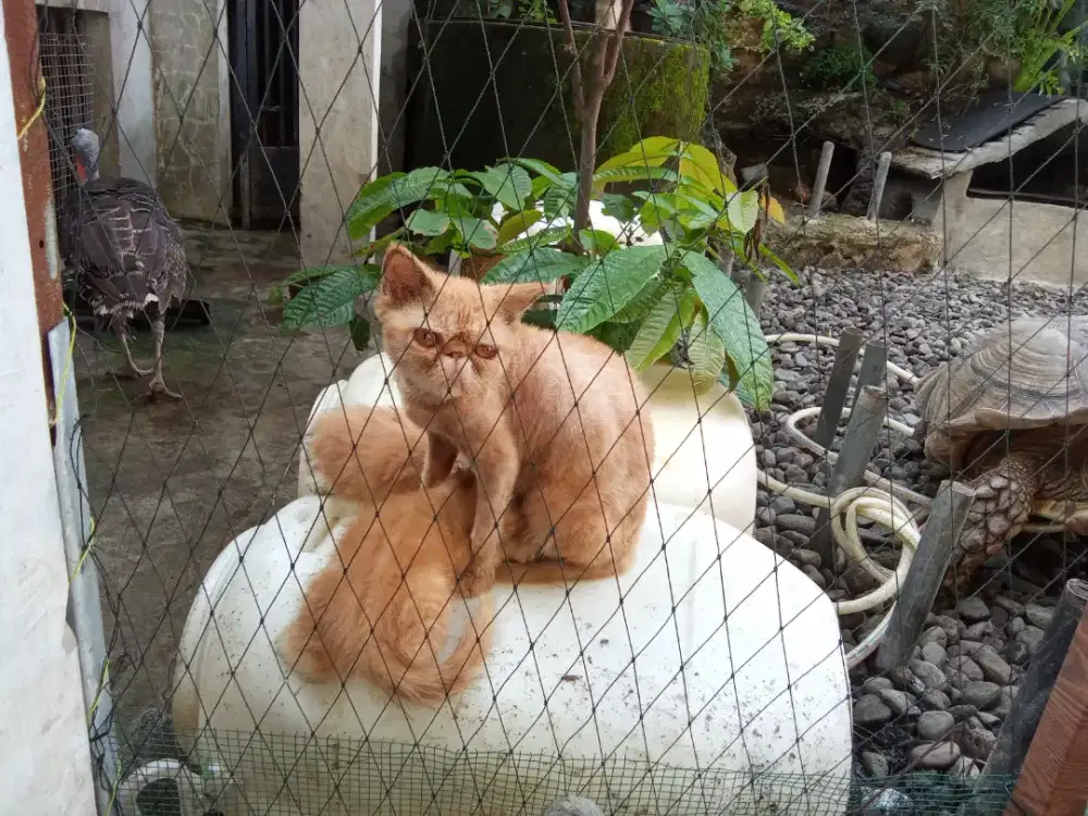 kucing persia 2 bulan