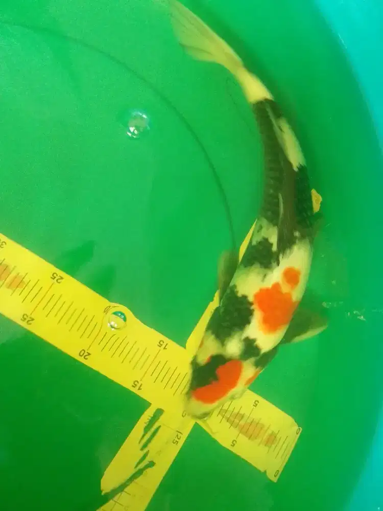 Ikan koi jenis Showa ukuran 42cm HQ