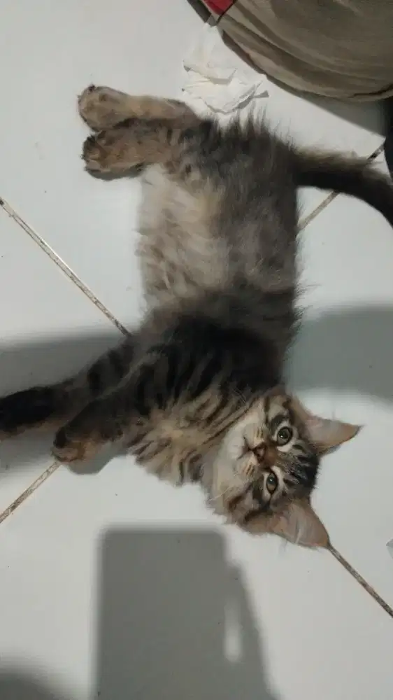 Kitten Kucing Himalaya