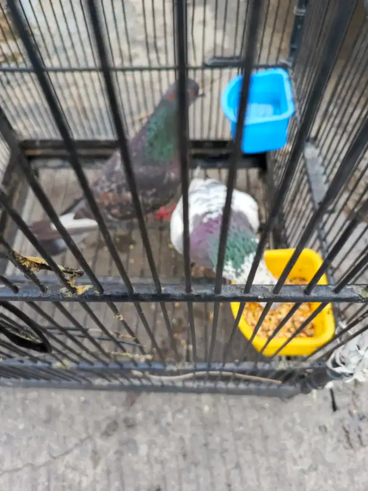 Jual burung dara rumahan sepasang