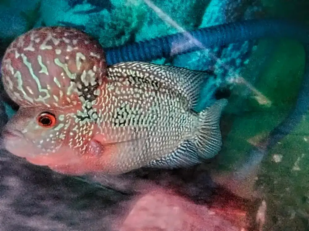 Louhan super red magma