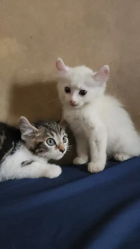 Kinkalao siap adop sepasang