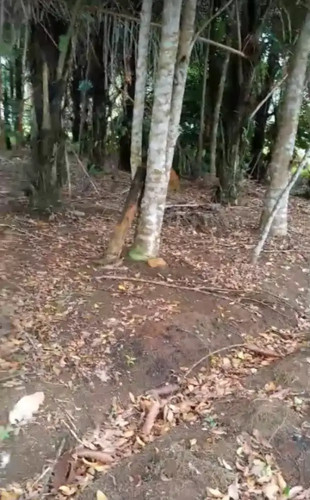 Dijual cepat tanah beserta isi nya