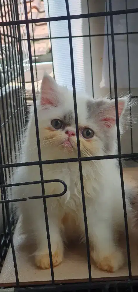 Kitten peaknose & flatnose betina dan jantan