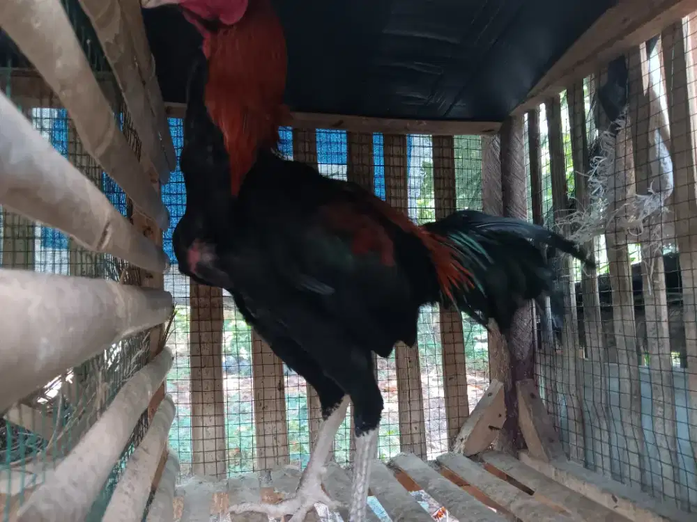 Jual ayam bangkok usia 8 bulan