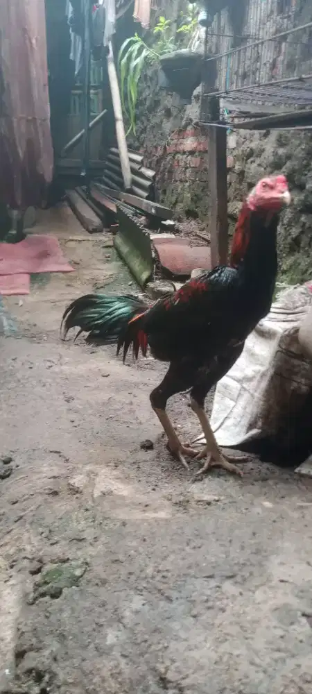 Jual cepat ayam bngkok birgoun