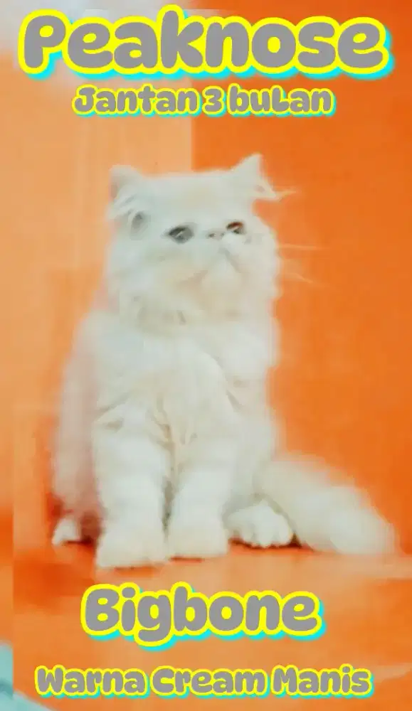 Peaknos jantan 3bulanan cream manis bodi bongsor