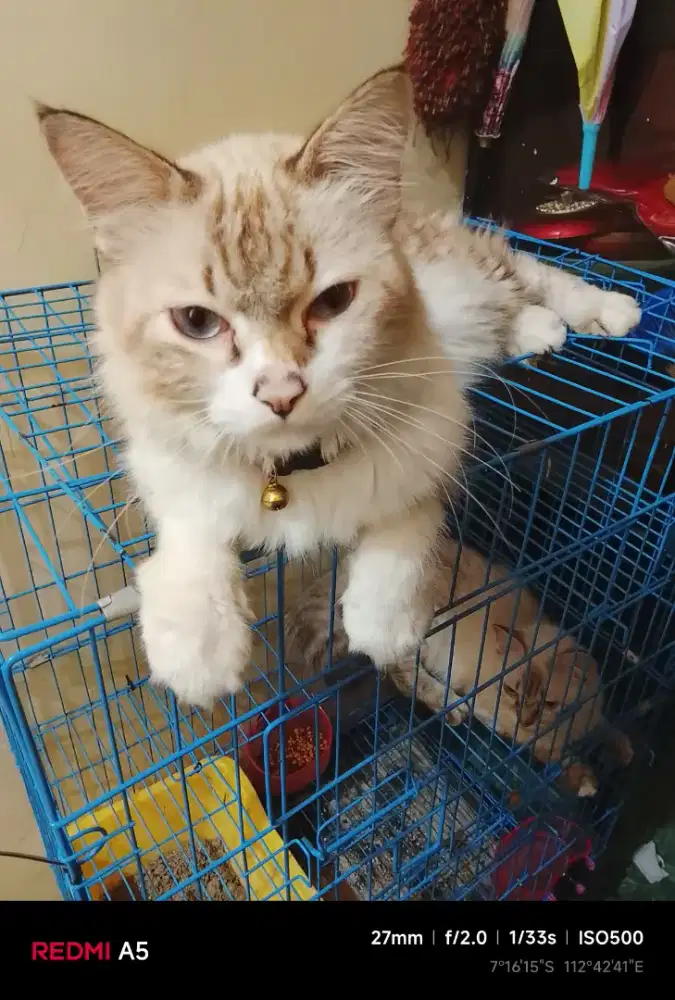 Open adopsi Kucing persia sepasang