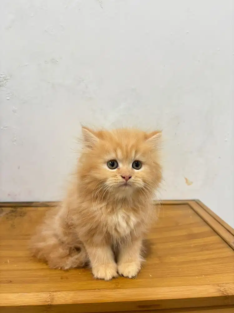 Kucing flatnose super gembull