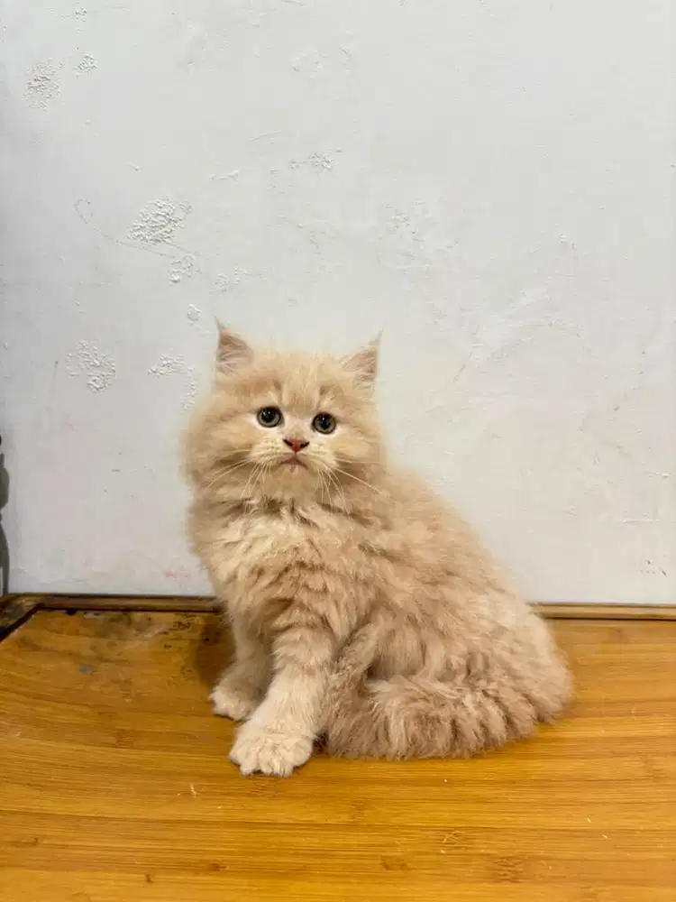 Kucing flatnose super gembull