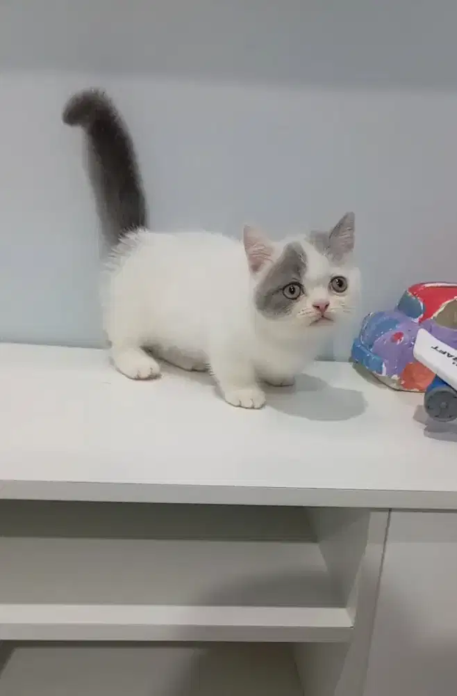 Munchkin bsh blue harlequen