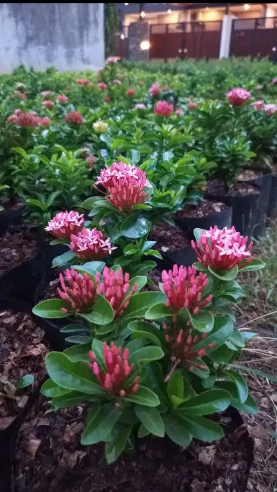 Pohon hias Asoka jambon