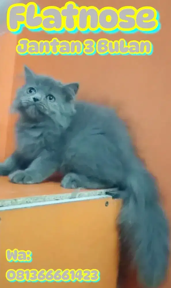 Flatnos abu solid supeer boneka jantan 3 bulan