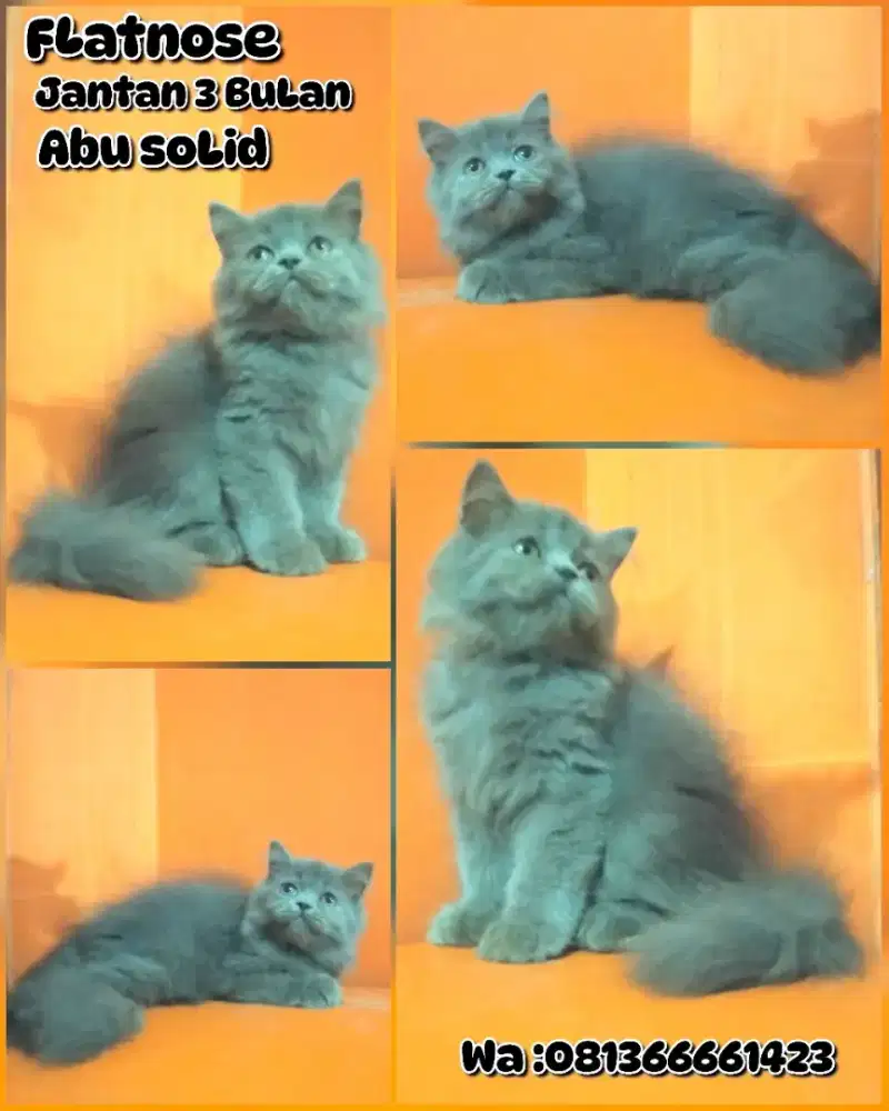 Flatnos jantan gimbul abu solis 3bulan super gembul
