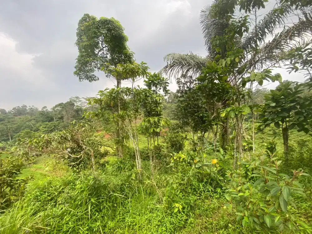 Dijual Murah Tanah Kebun Manggis 1200 m2 di Bojong Purwakarta