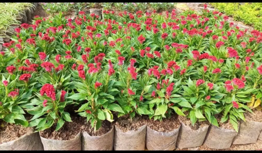 Pohon hias jengker ayam