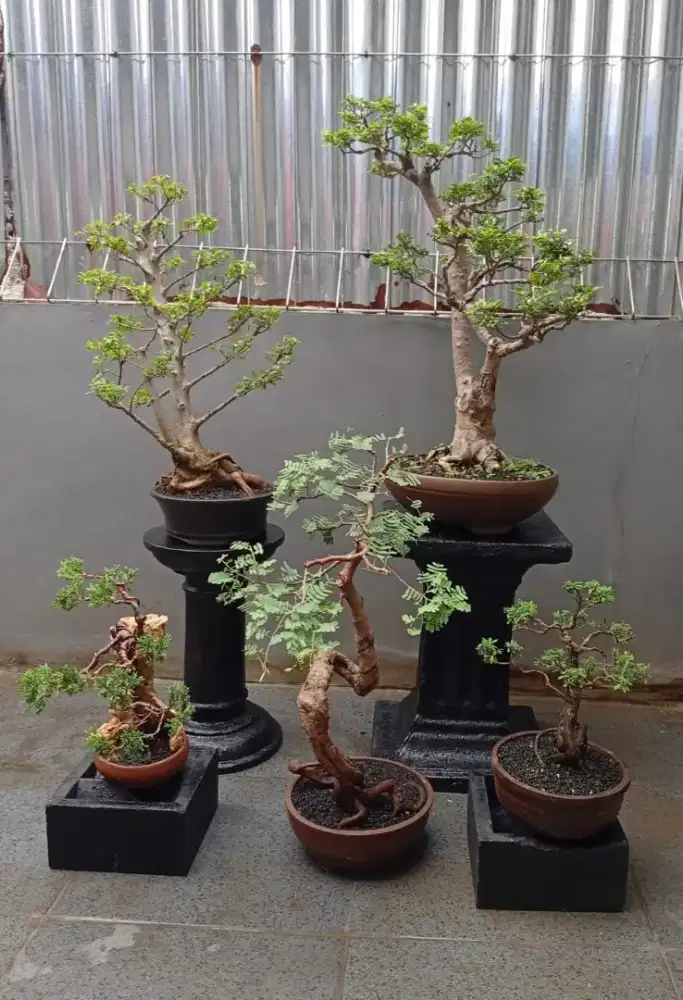 Borong murah semua bonsai hias