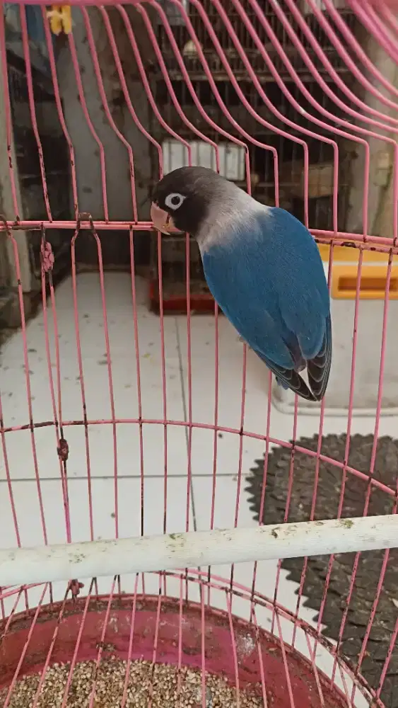 Lb dark violet perso