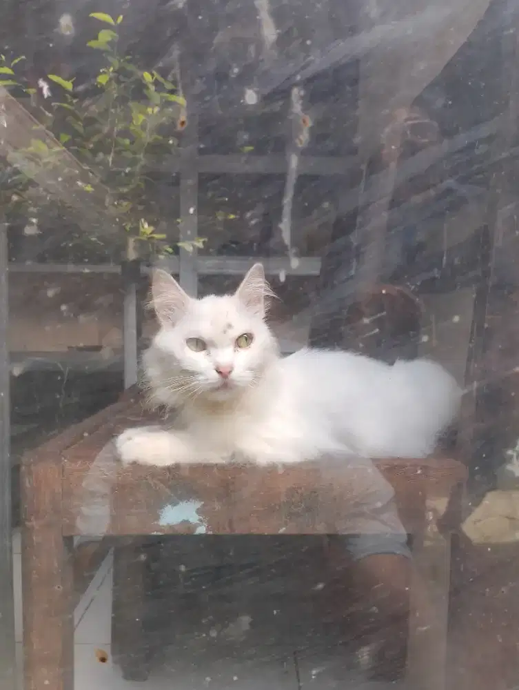 Kucing jantan dah vaksun