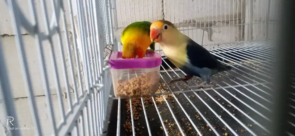 Lovebird produk. Anak-4 ekor