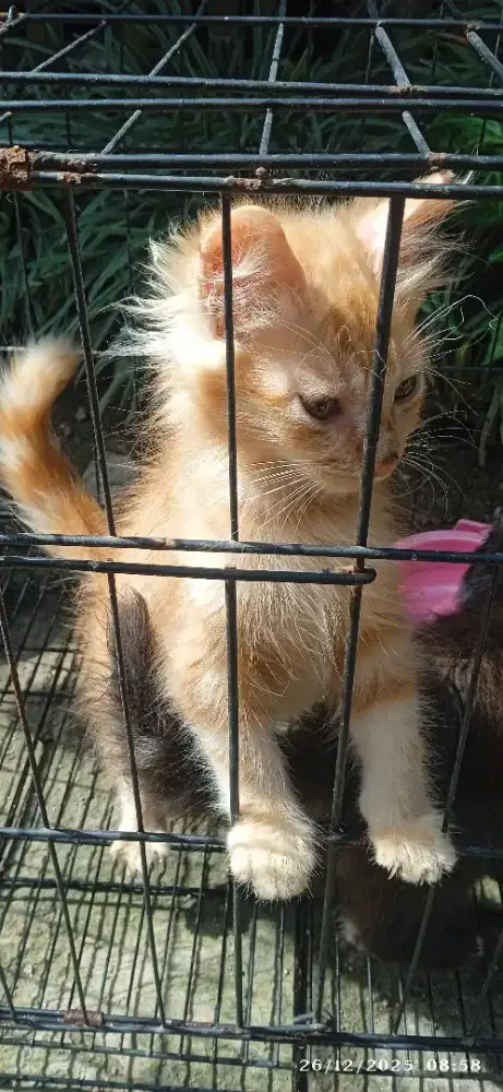 Open adopt, kitten mix