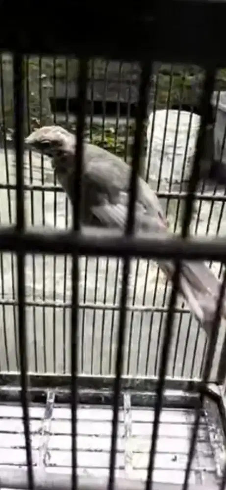 Sepasang cucak rowo anakan trah blorok