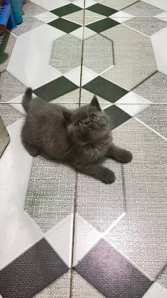 Kitten persia peaknose jantan gemoy