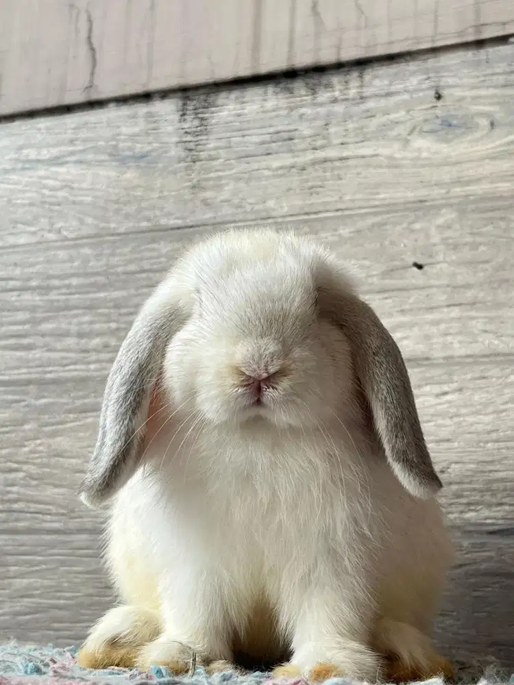 Kelinci holland lop kualitas good