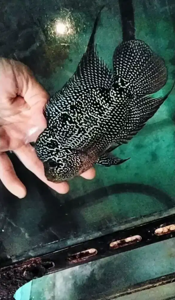 Louhan cencu ukuran 3 jari