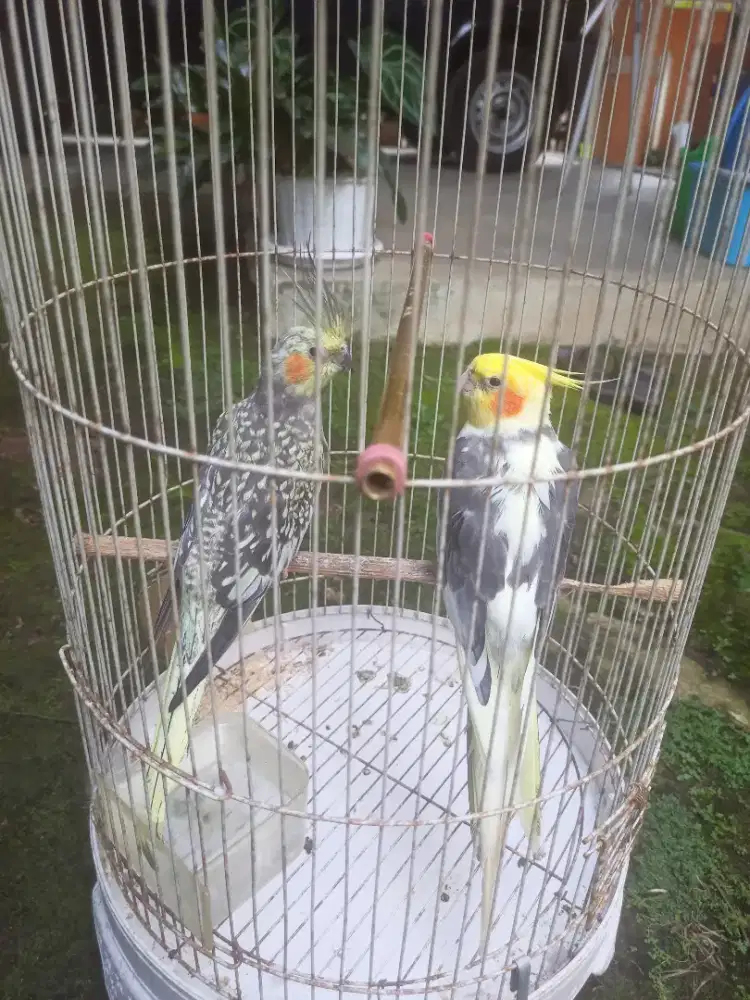 Jodohan Falk Parkit Australia