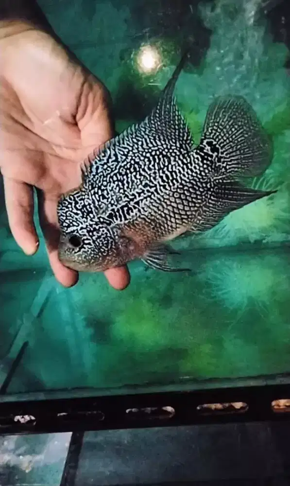 Louhan cencu crosshead