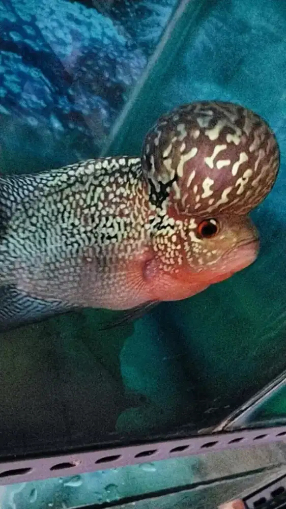 Louhan cencu srm boomhead